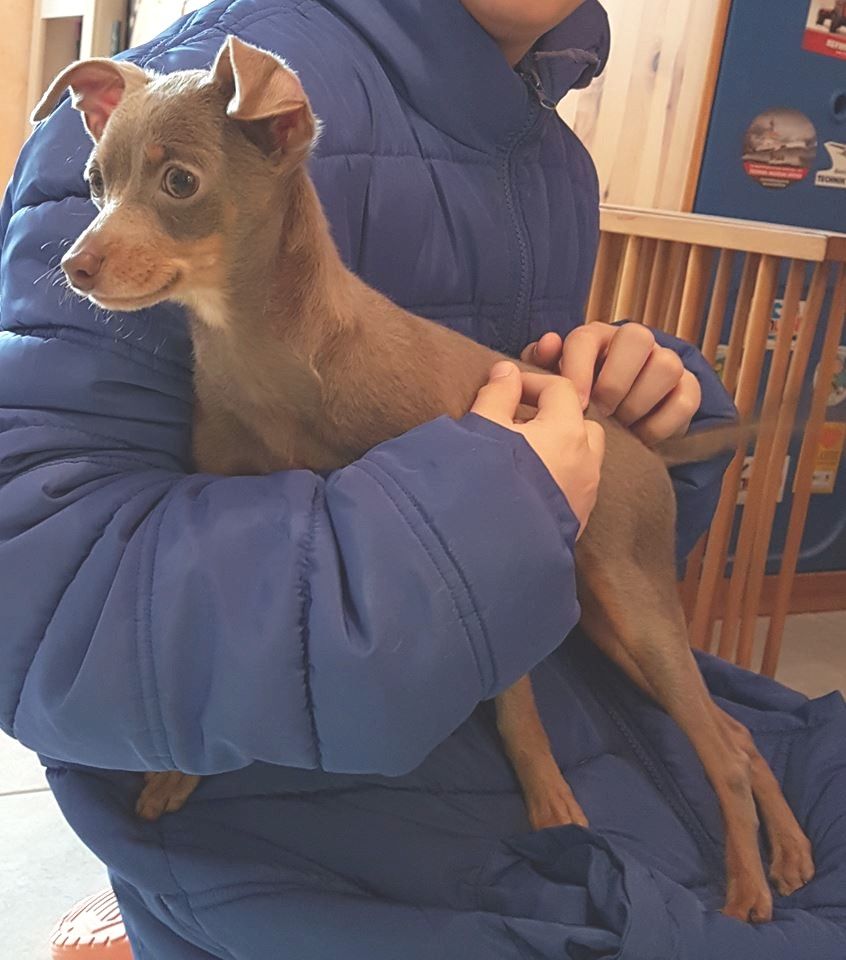 Number one lilak du Royaume Magique